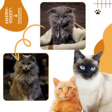 Carica l'immagine nel visualizzatore di Gallery, Spazzola multifunzione per gatti - Ozerty