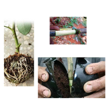 Carica l&#39;immagine nel visualizzatore di Gallery, Confezione da 3 scatole per piante a stratificazione aerea - Ozerty
