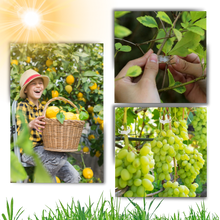 Carica l&#39;immagine nel visualizzatore di Gallery, Supporto per piante facile da agganciare - Ozerty
