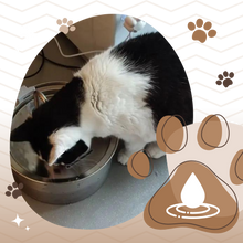 Carica l&#39;immagine nel visualizzatore di Gallery, Fontana per gatti di grande capacità - Ozerty

