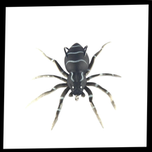 Carica l&#39;immagine nel visualizzatore di Gallery, Esche ragno a movimento naturale - Ozerty
