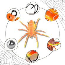 Carica l&#39;immagine nel visualizzatore di Gallery, Esche ragno a movimento naturale - Ozerty
